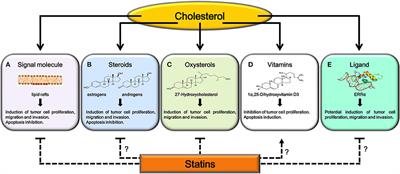 Cholesterol and Its Metabolites in Tumor Growth: Therapeutic Potential of Statins in Cancer Treatment